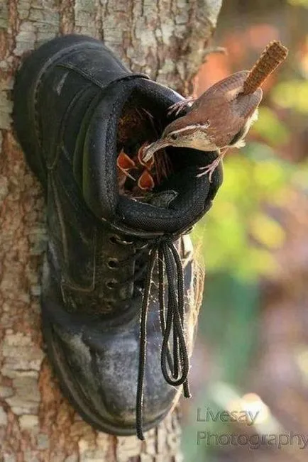 Nest madaraknak a kezüket, él az országban