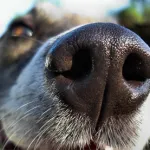 Fertőző májgyulladás kutyákban tünetek és a kezelés