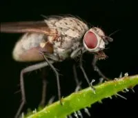 Rovarölő - kémiai Bogárok rovarok