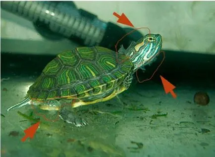 Гъбички от червени костенурки (кожни микози), лечение на гъбички