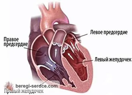 Biopsia miocardului ca acolo decât efectuate și rezultatele obținute