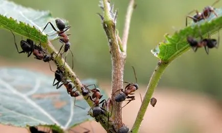 Hogyan lehet megszabadulni a hangyák üvegházban népi jogorvoslati (videó)