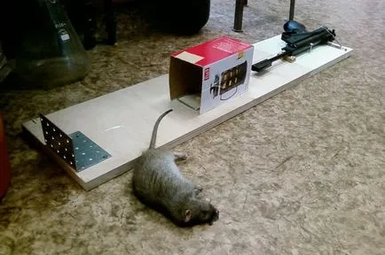 Cum să scapi de șobolani în apartament in casa acolo, ce să facă, cum să-l omoare, cum să scape,