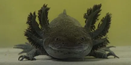 Hogyan kell helyesen törődnek a axolotl - kisállat gondozás - cikkek állatok - dogsib - helyén