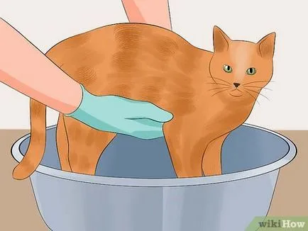 Hogyan, hogy egy macska szőr puhaságát és fényét