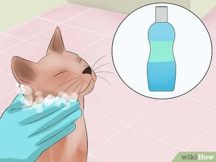 Как да се даде мекота котка коса и блясък