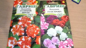 Как да се засадят Impatiens от семена и когато тя е по-добре да се направи