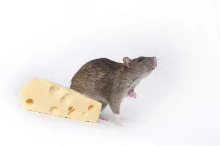 Hogyan megszelídíteni a patkány