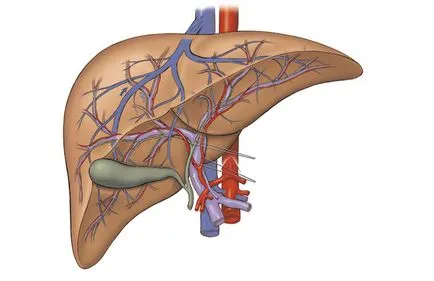 Как да се поддържа здрав черен дроб, причини за болести, както и продукти за здравето на черния дроб