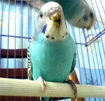 Cum să aibă grijă de budgies - economie la vostruhi