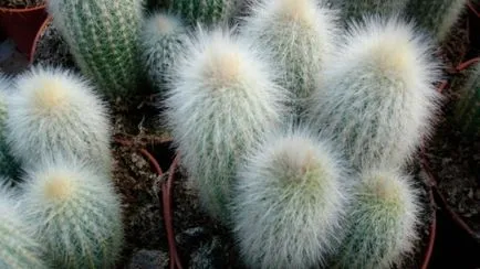 Hogyan törődik egy kaktusz az otthoni, fotók