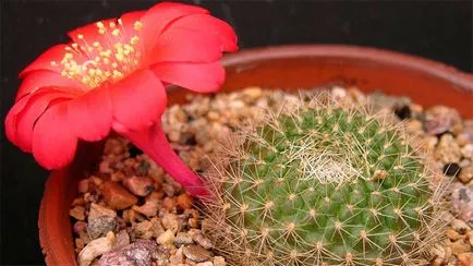 Hogyan törődik egy kaktusz az otthoni, fotók