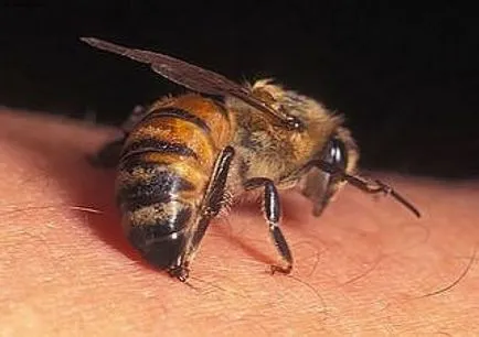 Ca protecție împotriva intepatura de albine, bondar, viespi (cm)