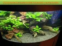 Как да изберете нагревател в резервоара (съвети) - аквариум магазин