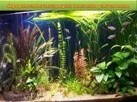 Как да изберете нагревател в резервоара (съвети) - аквариум магазин