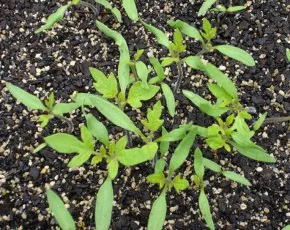 Как да расте разсад от краставици в дървени стърготини, pro100ogorod