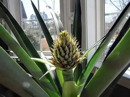 Cum să crească ananas acasă din partea de sus de la domiciliu