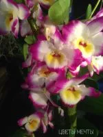 Hogyan juthat egy orchidea virágzik, miért nem virágzó orchidea virágok álom