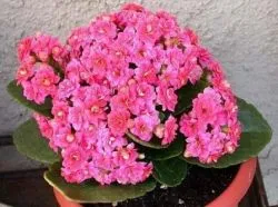 Kalanchoe blossfeldiana otthoni gondozást, tenyésztésre Kalanchoe blossfeldiana