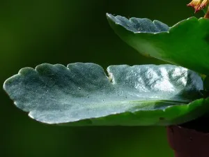 Kalanchoe rhinitis gyerekek, hogyan kell gyorsan megszabadulni a megfázás