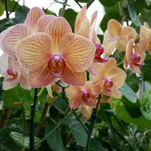 Hogyan juthat egy orchidea virágzik, miért nem virágzó orchidea virágok álom