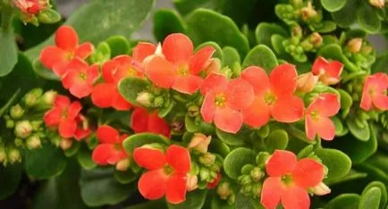 Kalanchoe îngrijire blossfeldiana la domiciliu, de reproducție Kalanchoe blossfeldiana