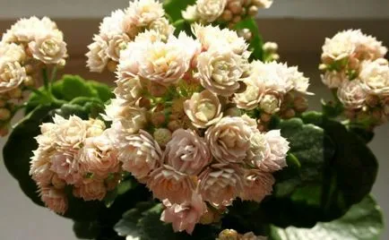 Kalanchoe blossfeldiana otthoni gondozást, tenyésztésre Kalanchoe blossfeldiana