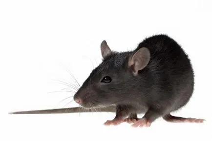 De ce vis de o interpretare vis de șobolan negru