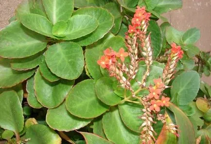 Kalanchoe îngrijire blossfeldiana la domiciliu, de reproducție Kalanchoe blossfeldiana