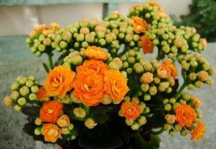 Kalanchoe îngrijire blossfeldiana la domiciliu, de reproducție Kalanchoe blossfeldiana