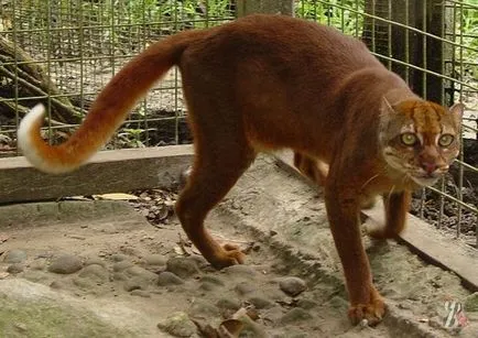 Bay pisica a lovit din nou lentilele de capcane camerei pe Borneo