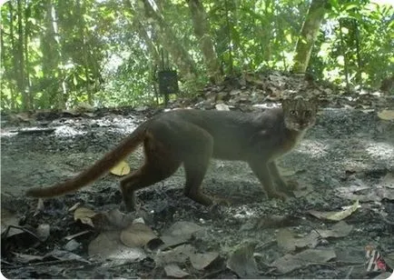 Bay macska ismét nyomja meg a lencsét kamera csapdák Borneo