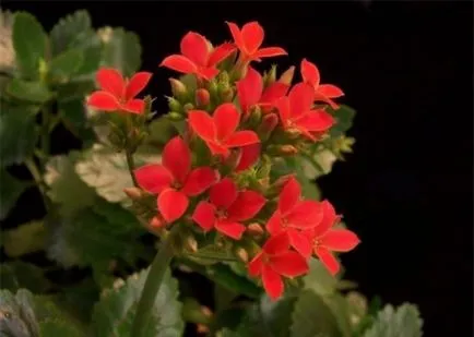 Kalanchoe blossfeldiana otthoni gondozást, tenyésztésre Kalanchoe blossfeldiana