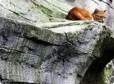 Bay pisica a lovit din nou lentilele de capcane camerei pe Borneo