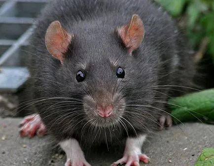 De ce vis de o interpretare vis de șobolan negru