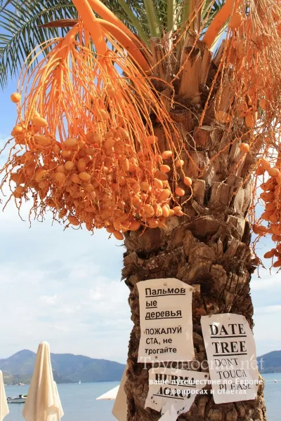 Bodrum, vagy Marmaris kiválasztani a cikket