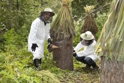 Arborele apicol gol ce este, foto, video