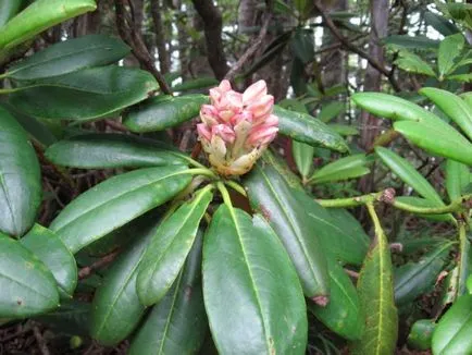 Betegségek rododendron és kezelésük