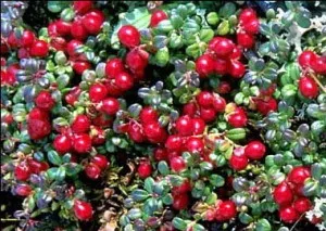 gradina Cranberry, cultivarea agricole