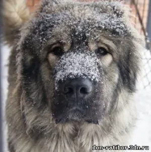 Amikor Husky kiskutyák nyissák ki a szemüket, a kölyök