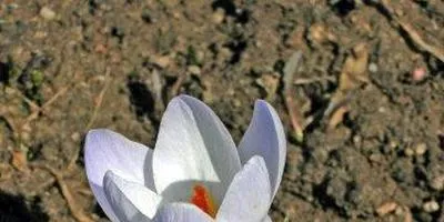 clasificarea crocuses