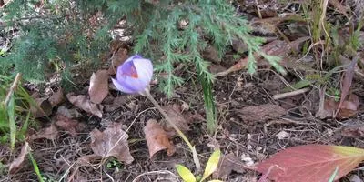 clasificarea crocuses