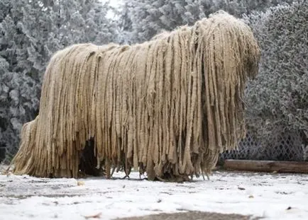 Komondor (ciobanesc maghiar) câine