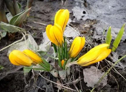 clasificarea crocuses