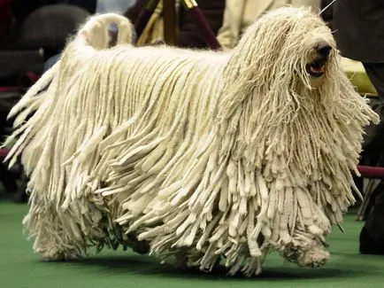 Komondor (ciobanesc maghiar) câine