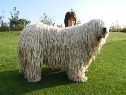 Komondor (ciobanesc maghiar) câine