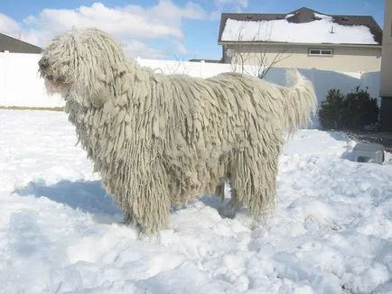 Komondor (ciobanesc maghiar) câine