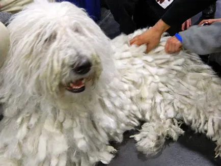 Komondor (ciobanesc maghiar) câine