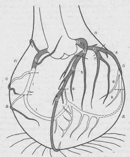 Angiografia coronariană - Diagnosticul de angina - angina - este totul despre sanatatea inimii