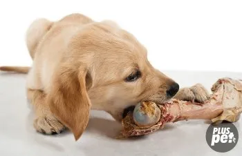 Etetés egy golden retriever származó kölyök felnőtt kutya